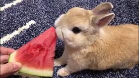 17吃瓜fun 最近热门事件合集吃瓜兔,热门事件合集，吃瓜兔带你一网打尽